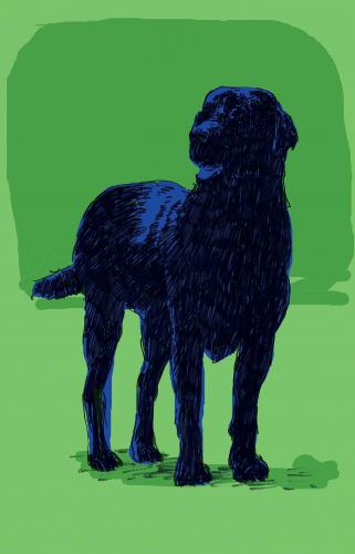 vue sur le chien