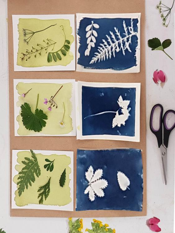 cyanotype 